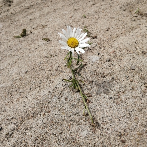 Meet your Posher, Inna - Picture 1 of 1